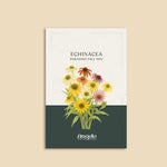 Echinacea purpurea 'paradiso tall mix'-Angelo