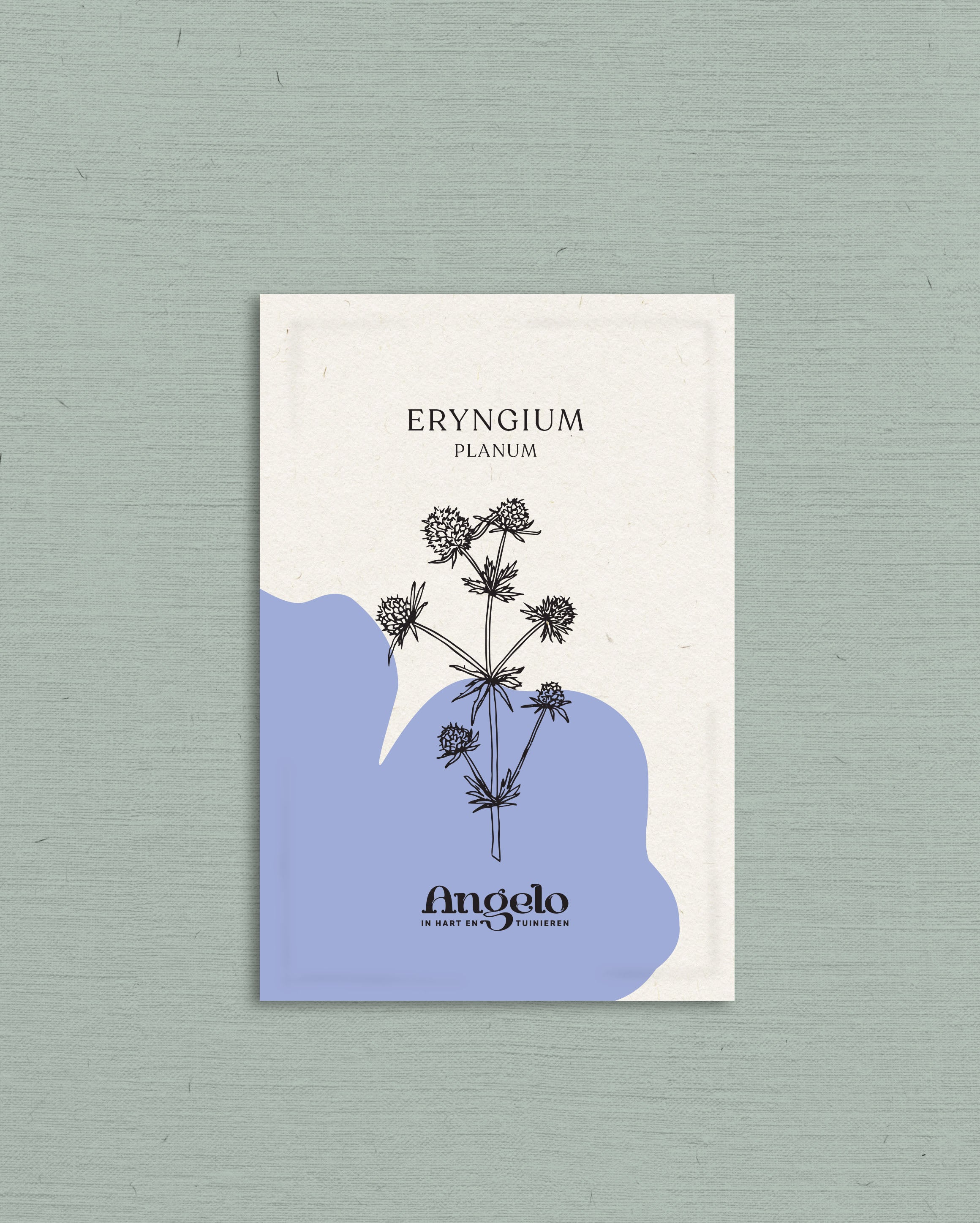 Eryngium planum-Angelo