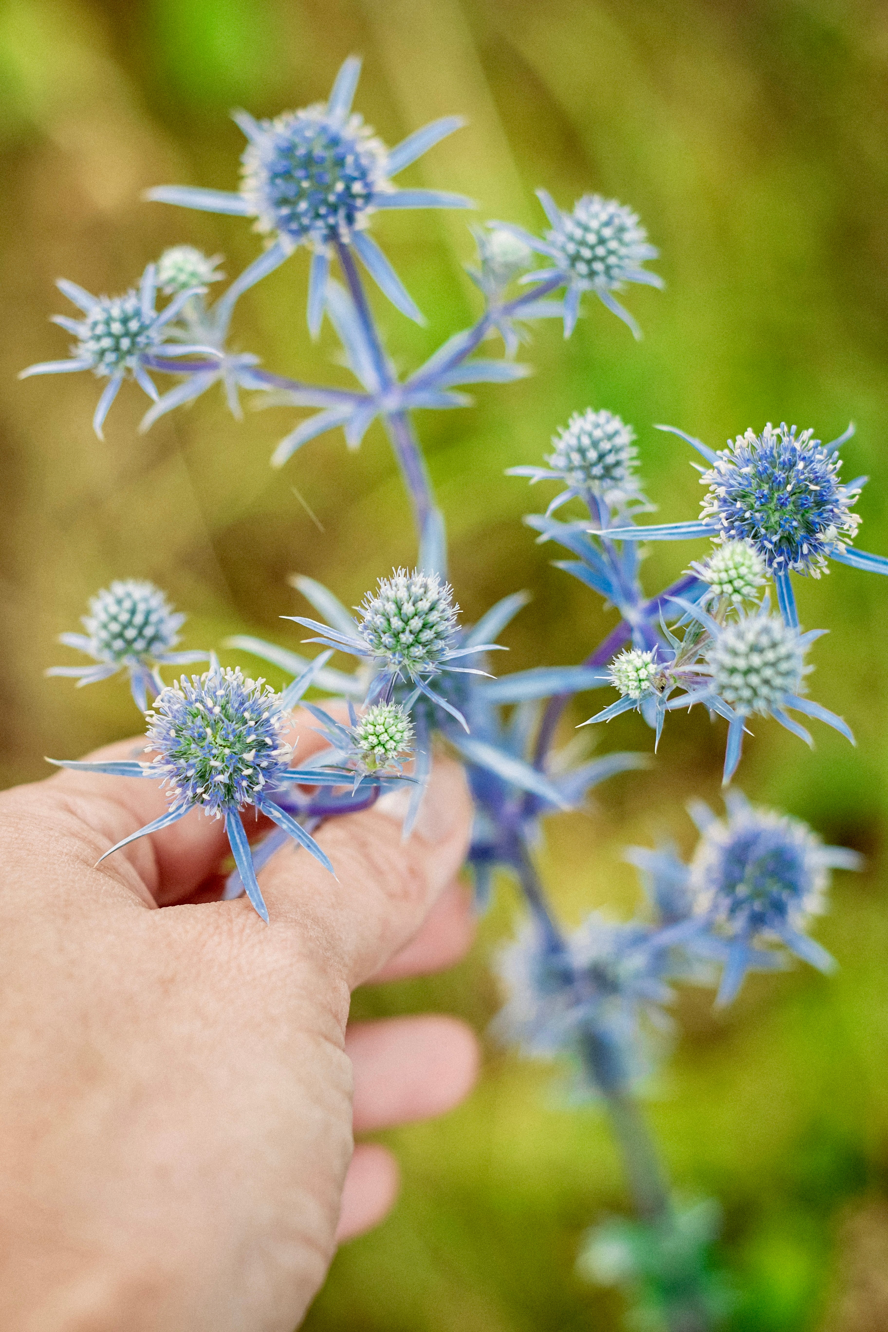 Eryngium planum-Angelo