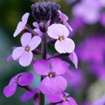 Erysimum linifolium 'Little Kiss Lilac'-Angelo