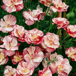 Eschscholzia california 'thai silk appleblossom chiffon'-Angelo