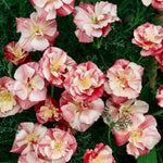 Eschscholzia california 'thai silk appleblossom chiffon'-Angelo