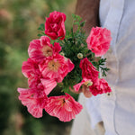 Eschscholzia californica 'bush rose'-Angelo