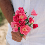 Eschscholzia californica 'bush rose'-Angelo