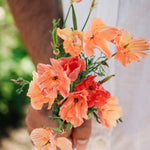 Eschscholzia californica 'thai silk apricot chiffon'-Angelo