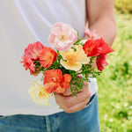 Eschscholzia californica 'Thai Silk Formula Mixture'-Angelo