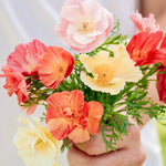 Eschscholzia californica 'Thai Silk Formula Mixture'-Angelo