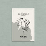 Foeniculum vulgare 'smokey'-Angelo