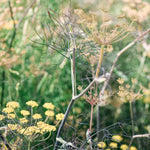Foeniculum vulgare 'smokey'-Angelo