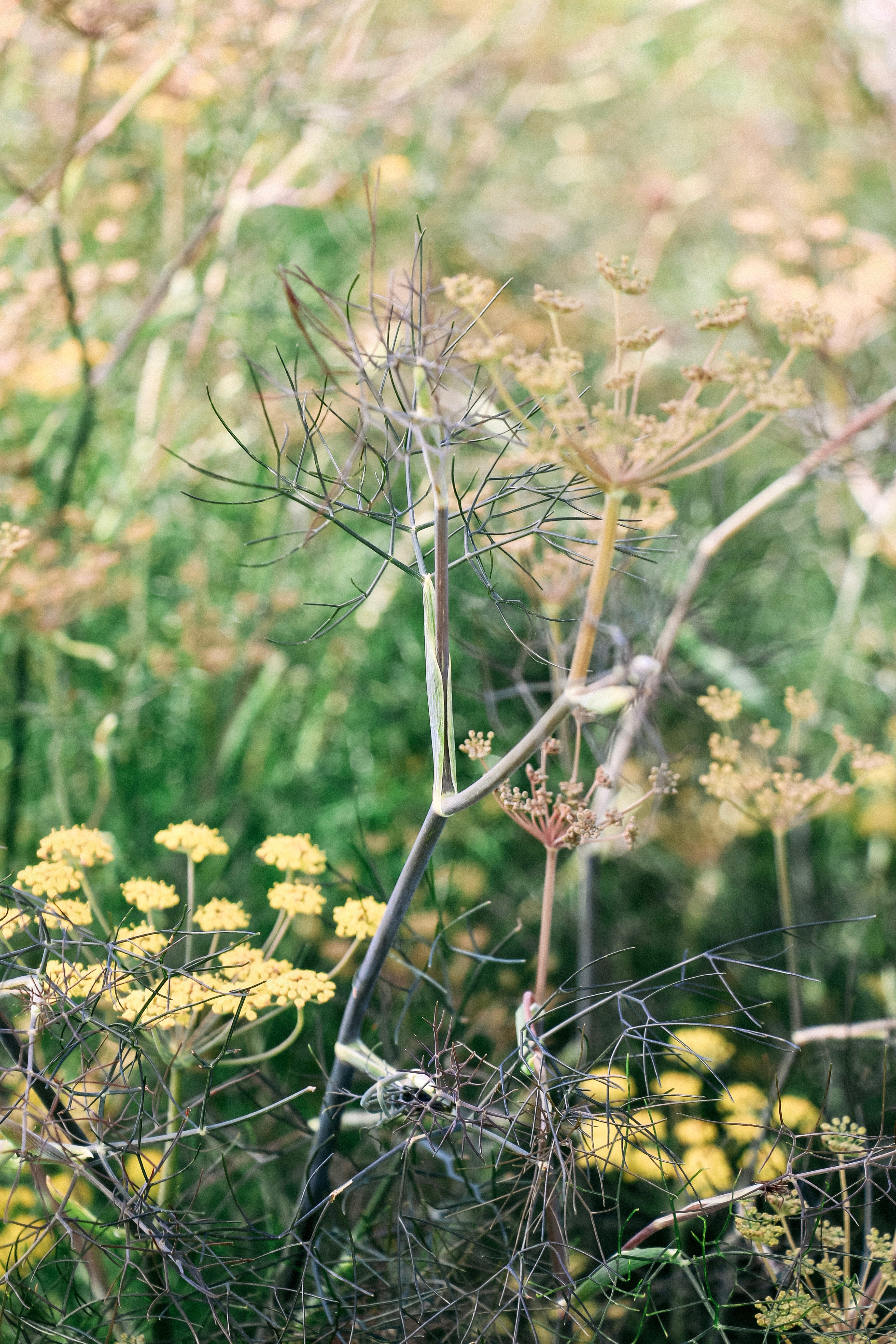 Foeniculum vulgare &