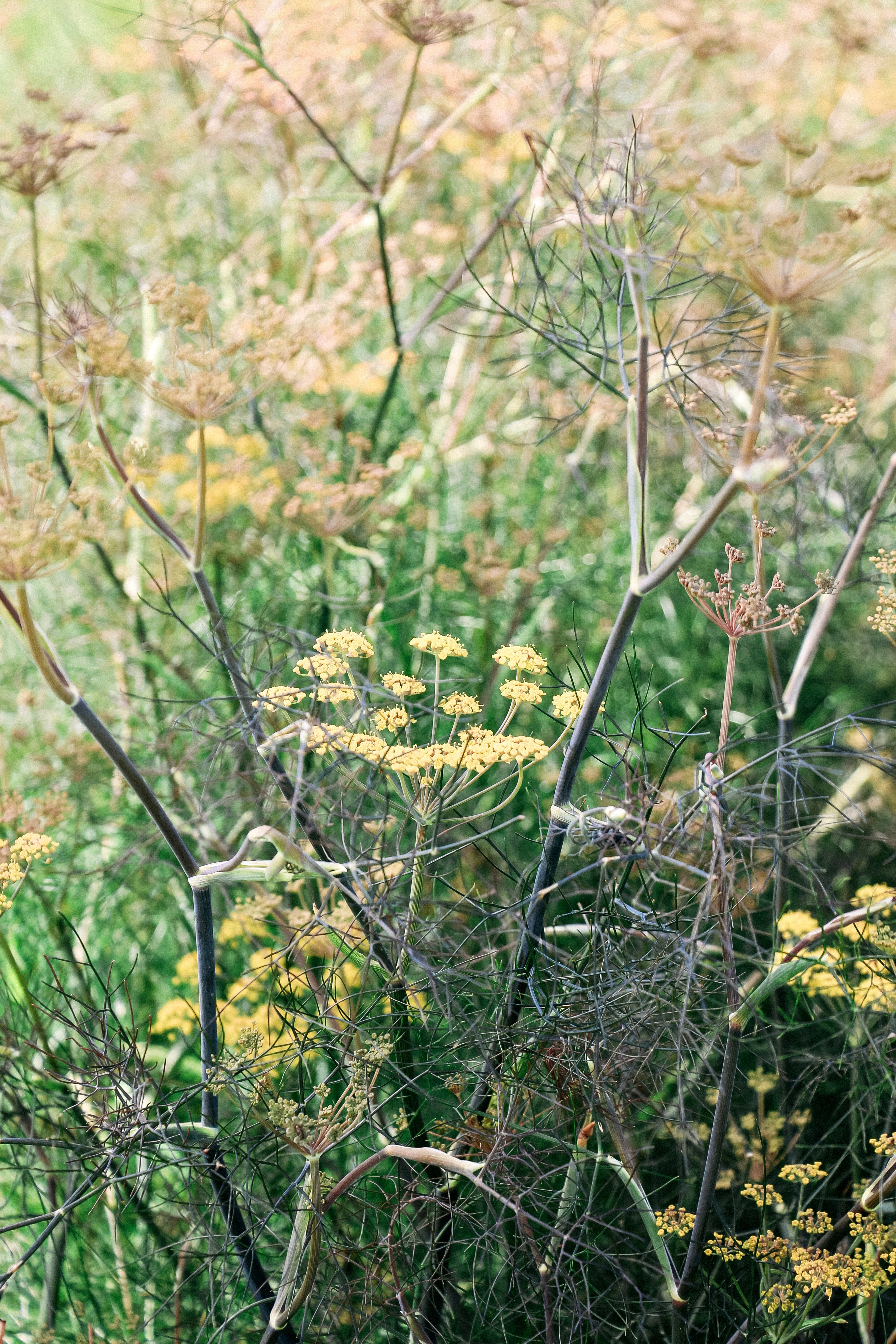 Foeniculum vulgare &