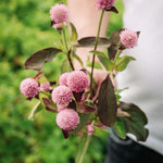 Gomphrena globosa 'qis pink'-Angelo