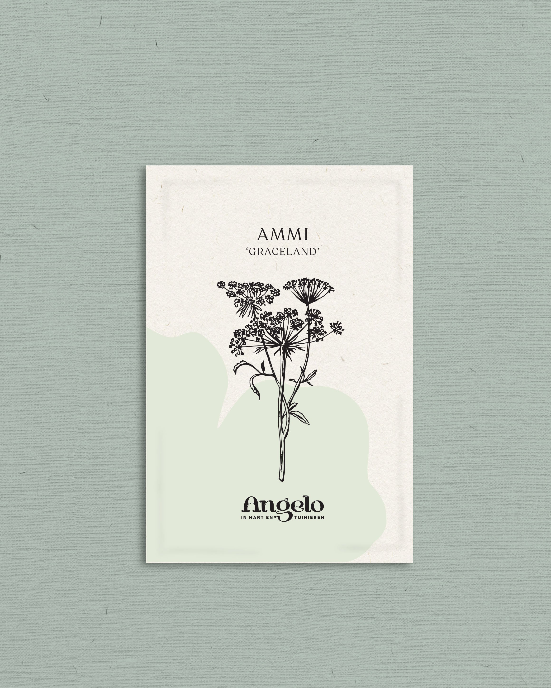 Ammi majus &