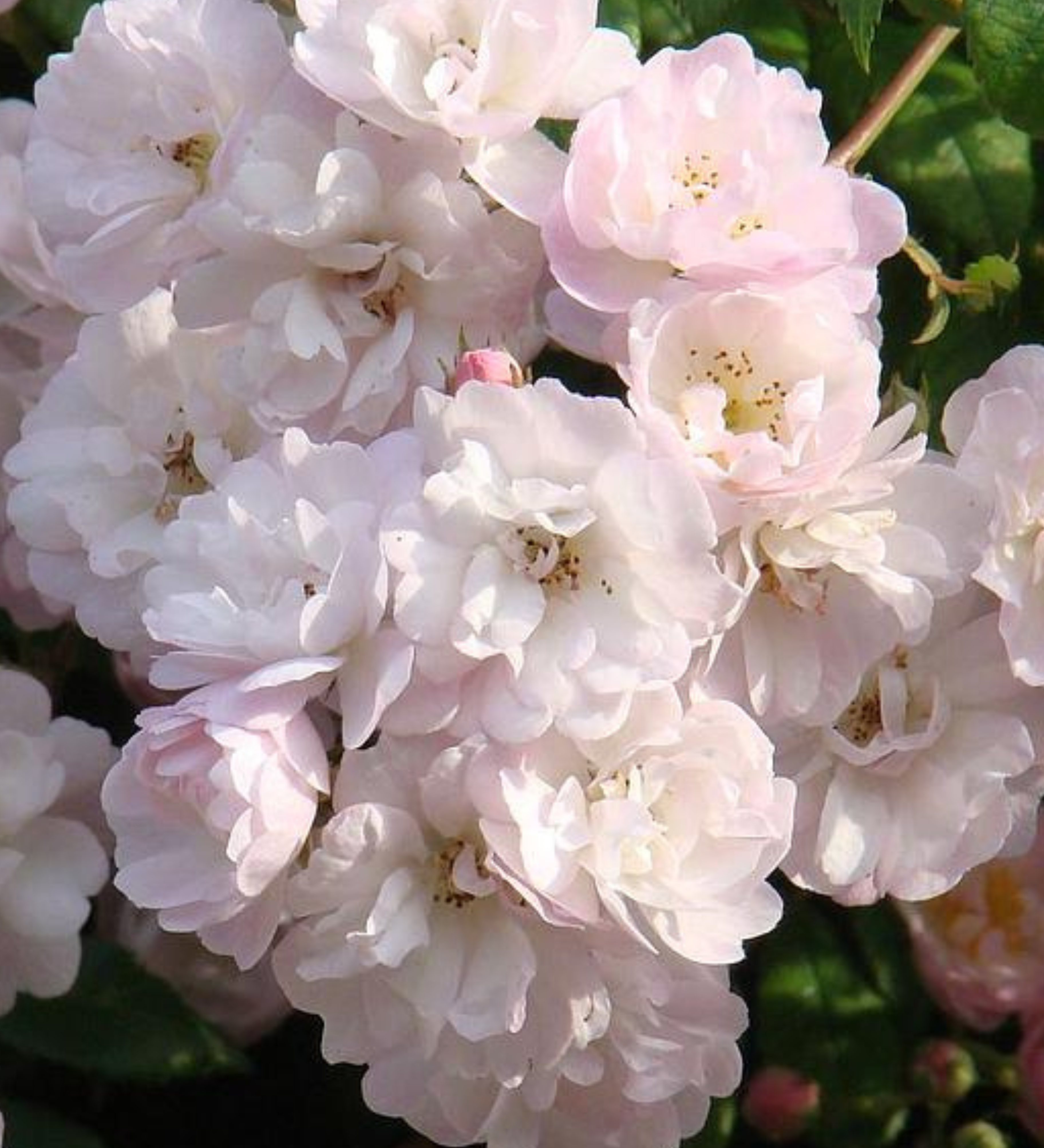 Klimroos 'Guirlande Rose'-Angelo