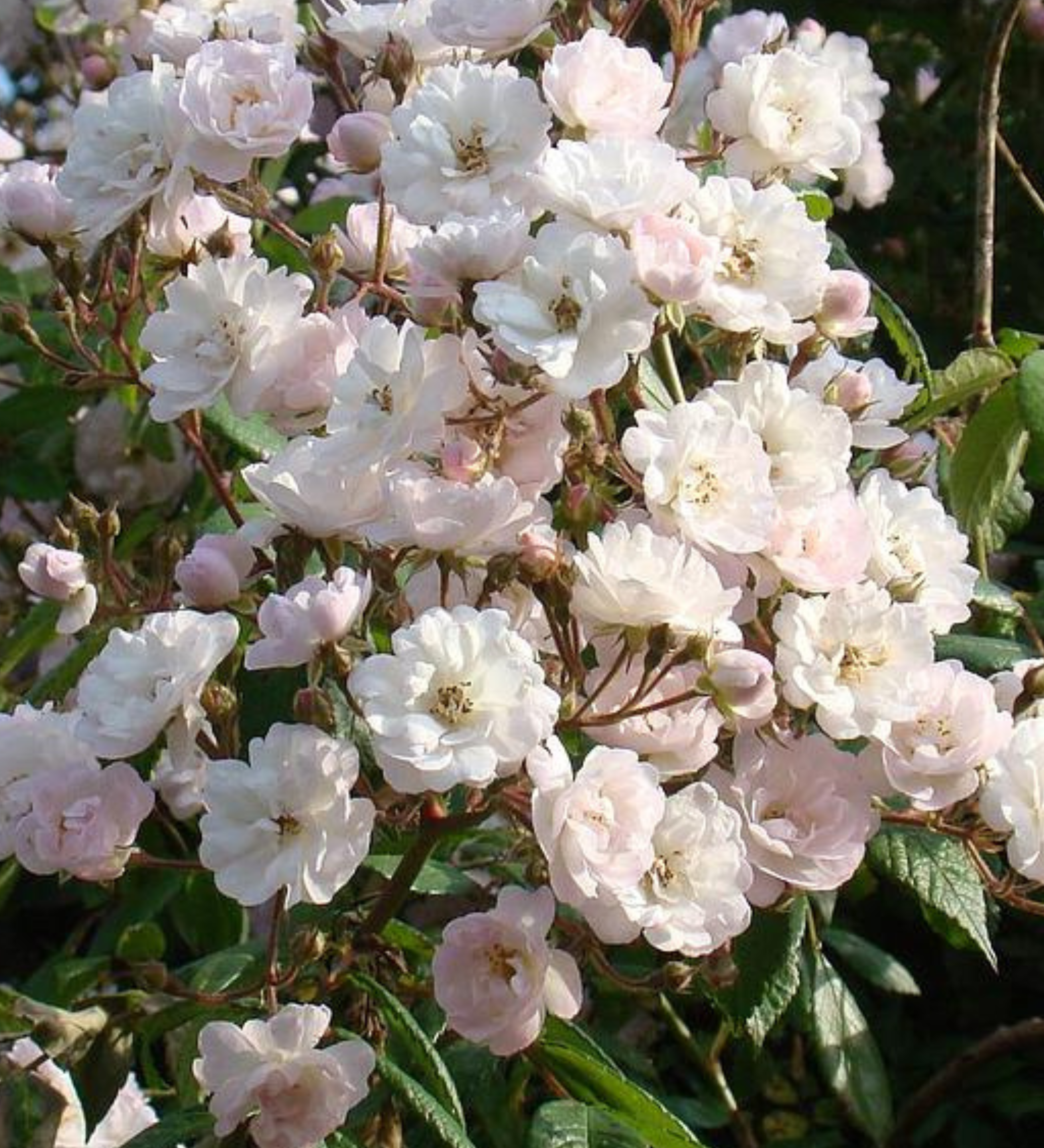Klimroos 'Guirlande Rose'-Angelo