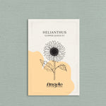 Helianthus annuus 'copper queen'-Angelo