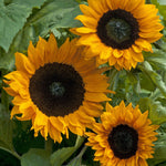 Helianthus annuus 'copper queen'-Angelo