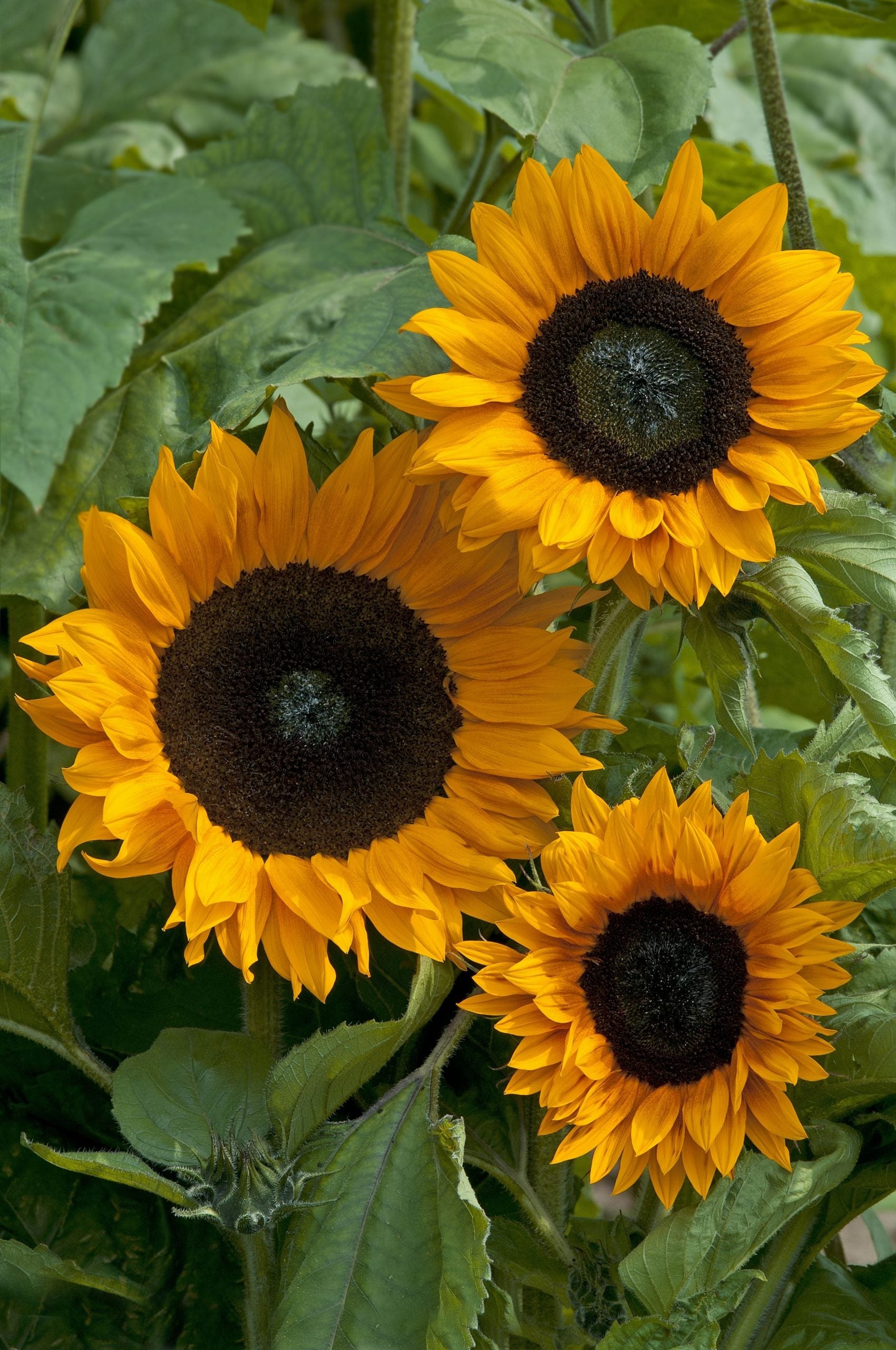 Helianthus annuus 'copper queen'-Angelo