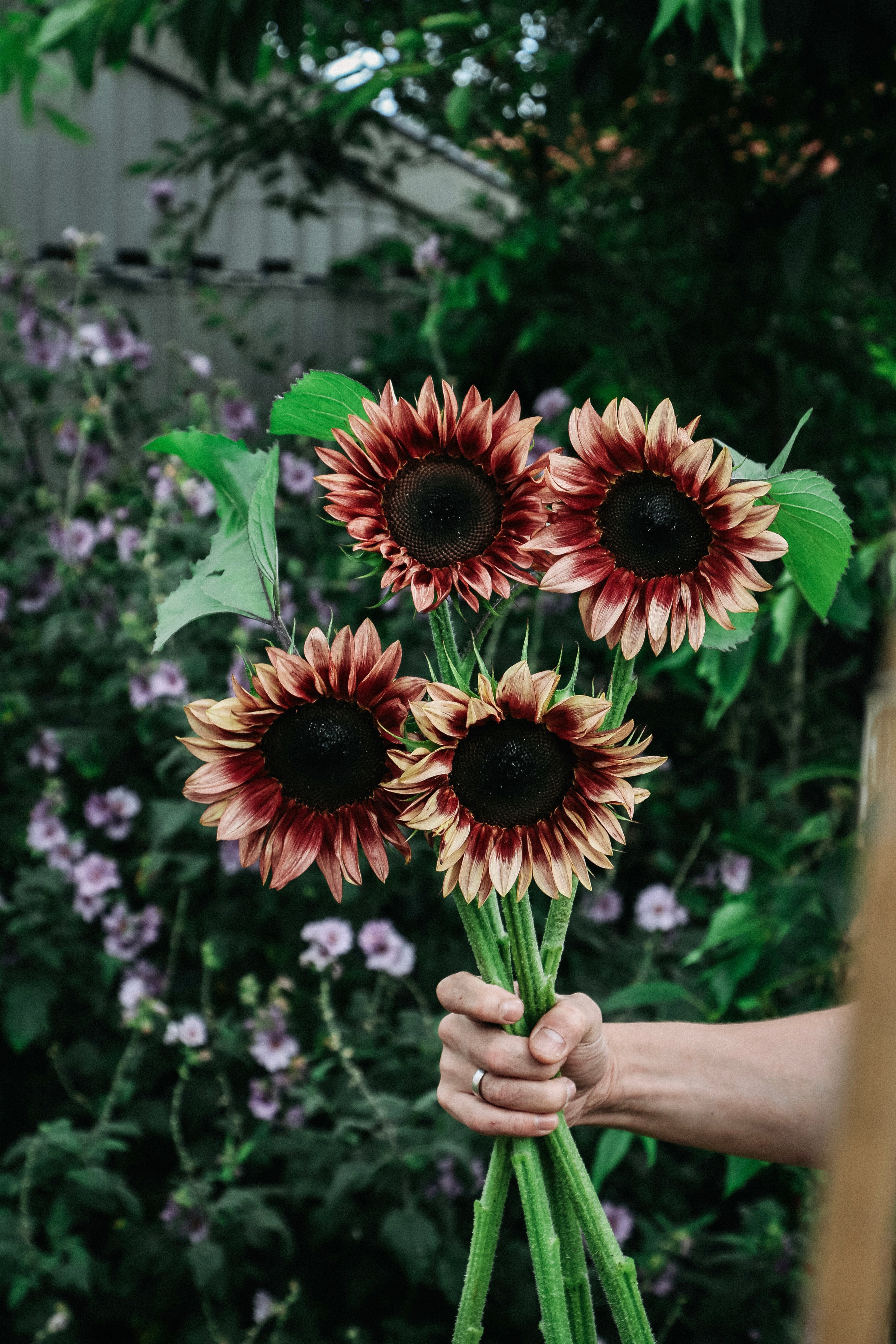 Helianthus annuus &