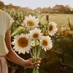 Helianthus annuus 'Pro Cut White Lite'-Angelo