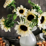 Helianthus annuus 'pro cut white nite'-Angelo
