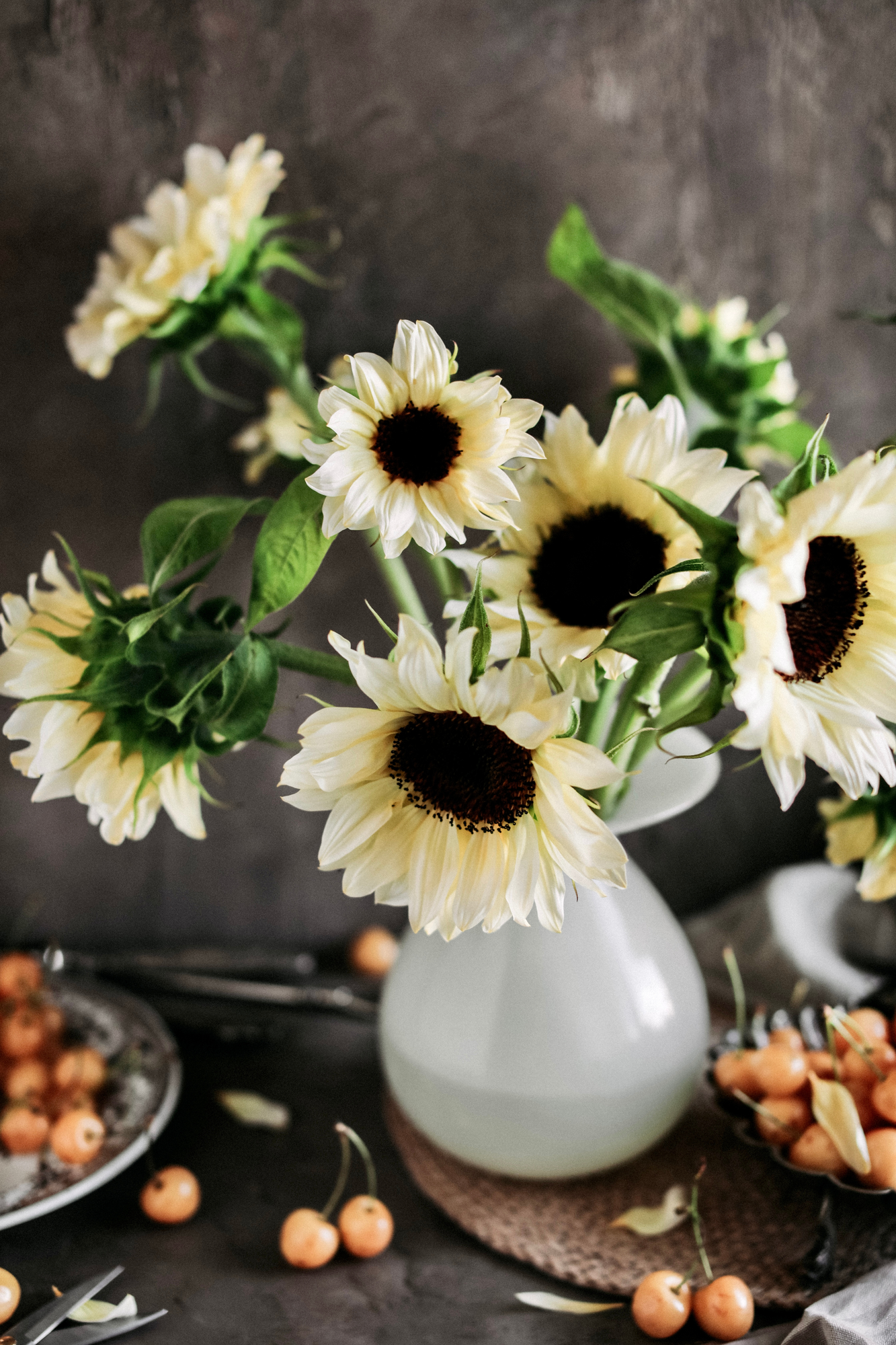 Helianthus annuus &
