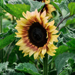 Helianthus annuus 'Pro Lemon Bi-Colour'-Angelo