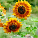 Helianthus annuus 'La Torre mix'-Angelo