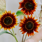 Helianthus annuus 'Shock O Lat'-Angelo