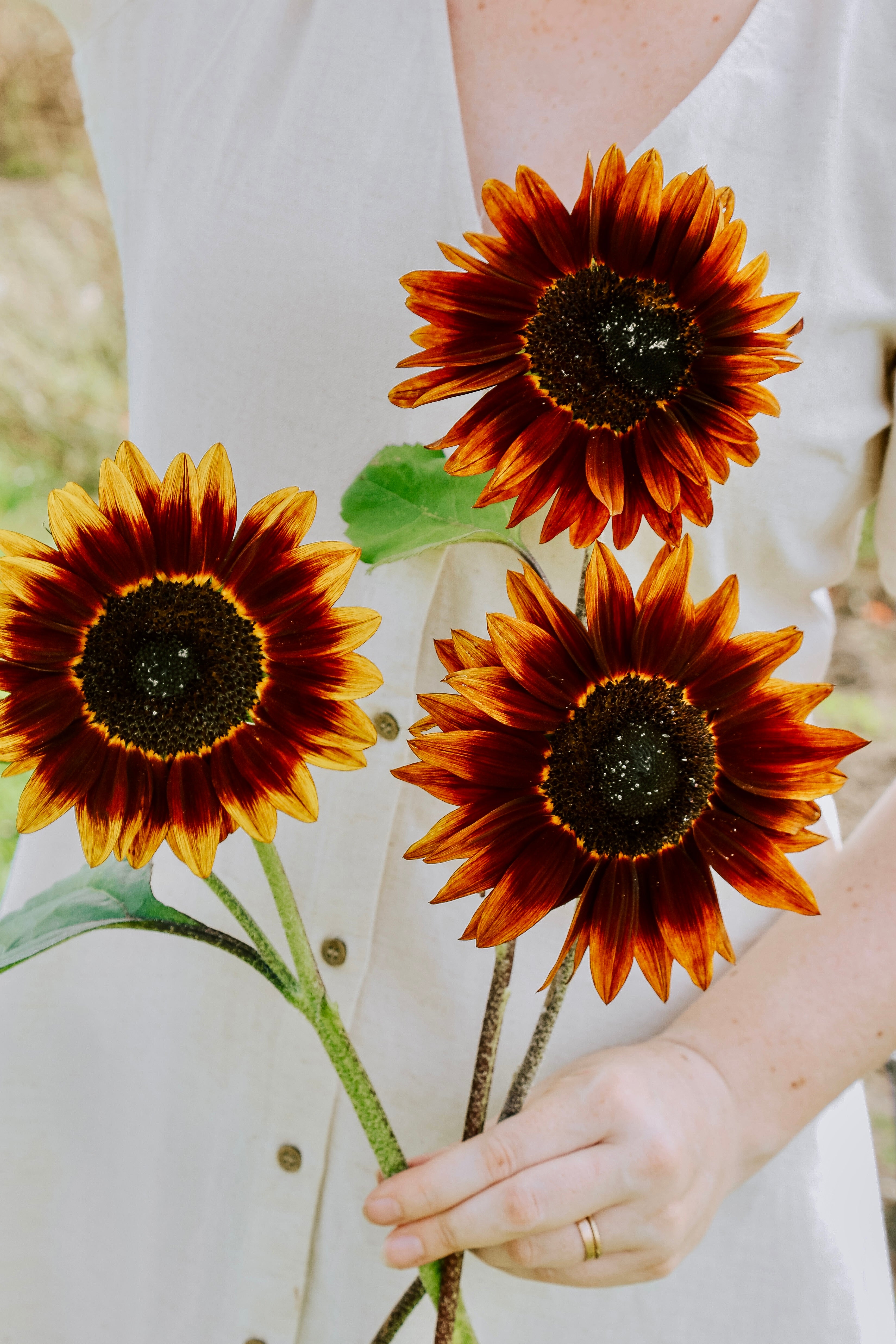 Helianthus annuus 'Shock O Lat'-Angelo