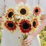 Helianthus annuus 'Summer Lovin'-Angelo