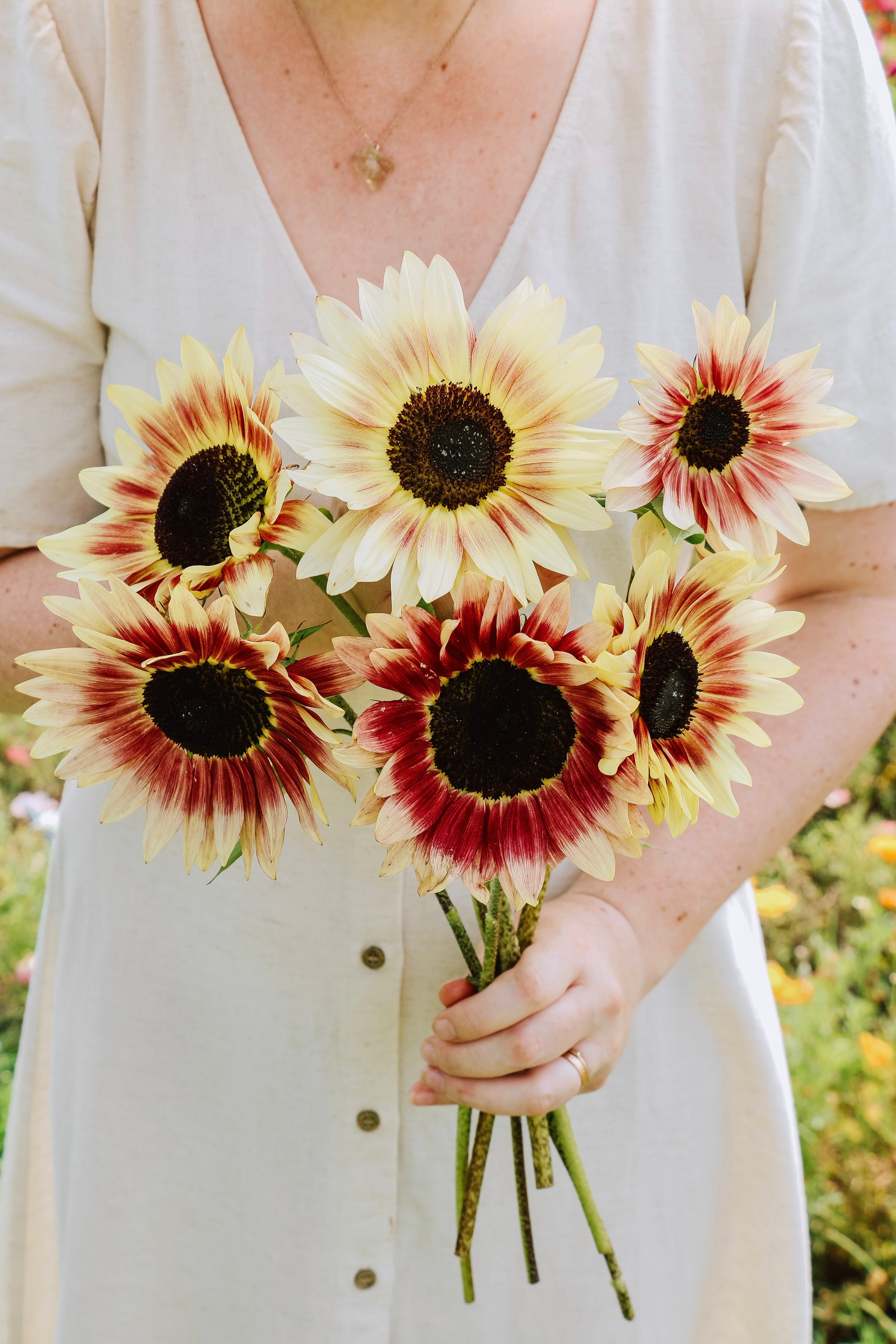 Helianthus annuus 'Summer Lovin'-Angelo