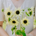 Helianthus annuus 'Vanilla Ice'-Angelo