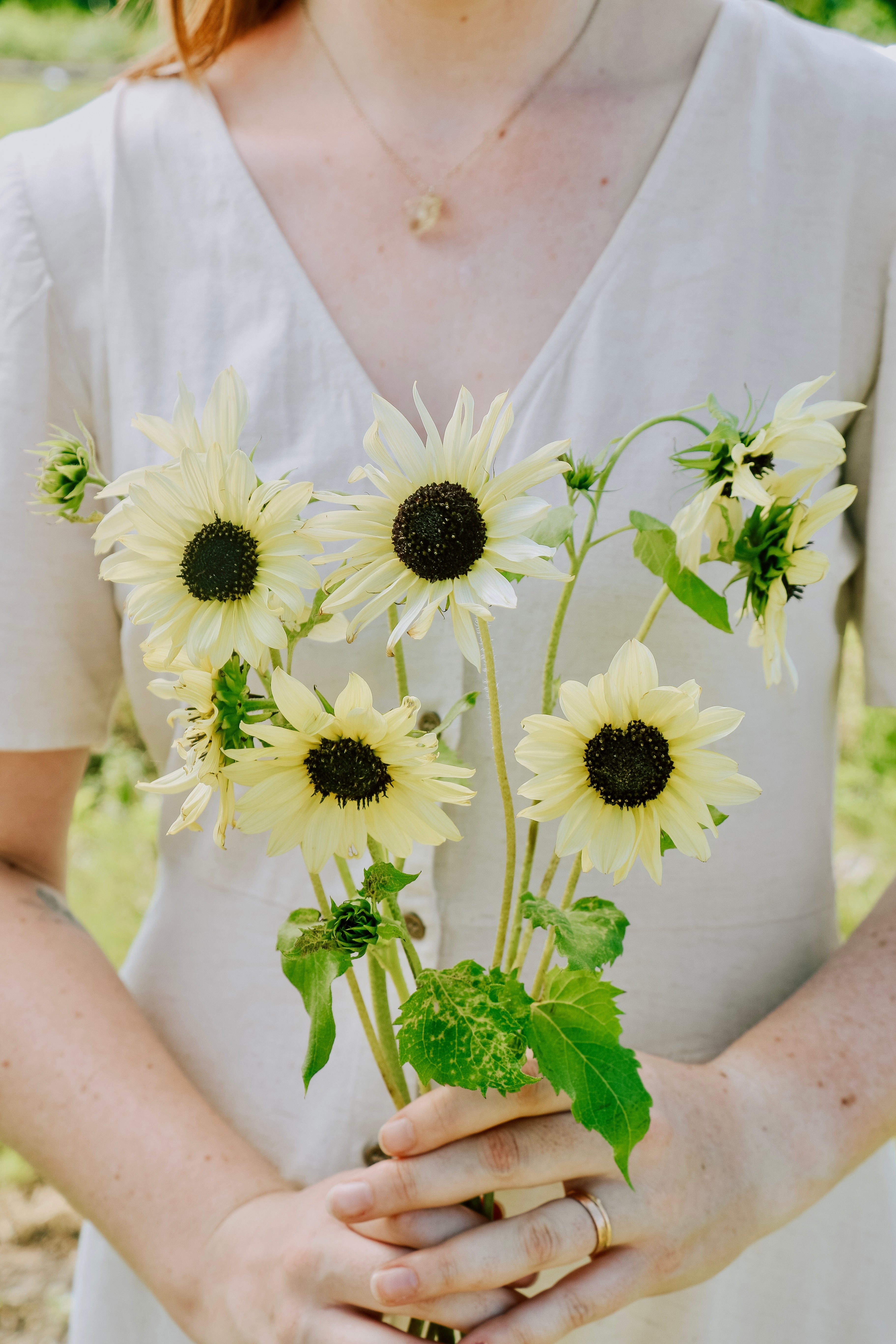 Helianthus annuus 'Vanilla Ice'-Angelo