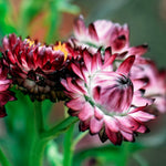 Helichrysum bracteatum 'purple'-Angelo