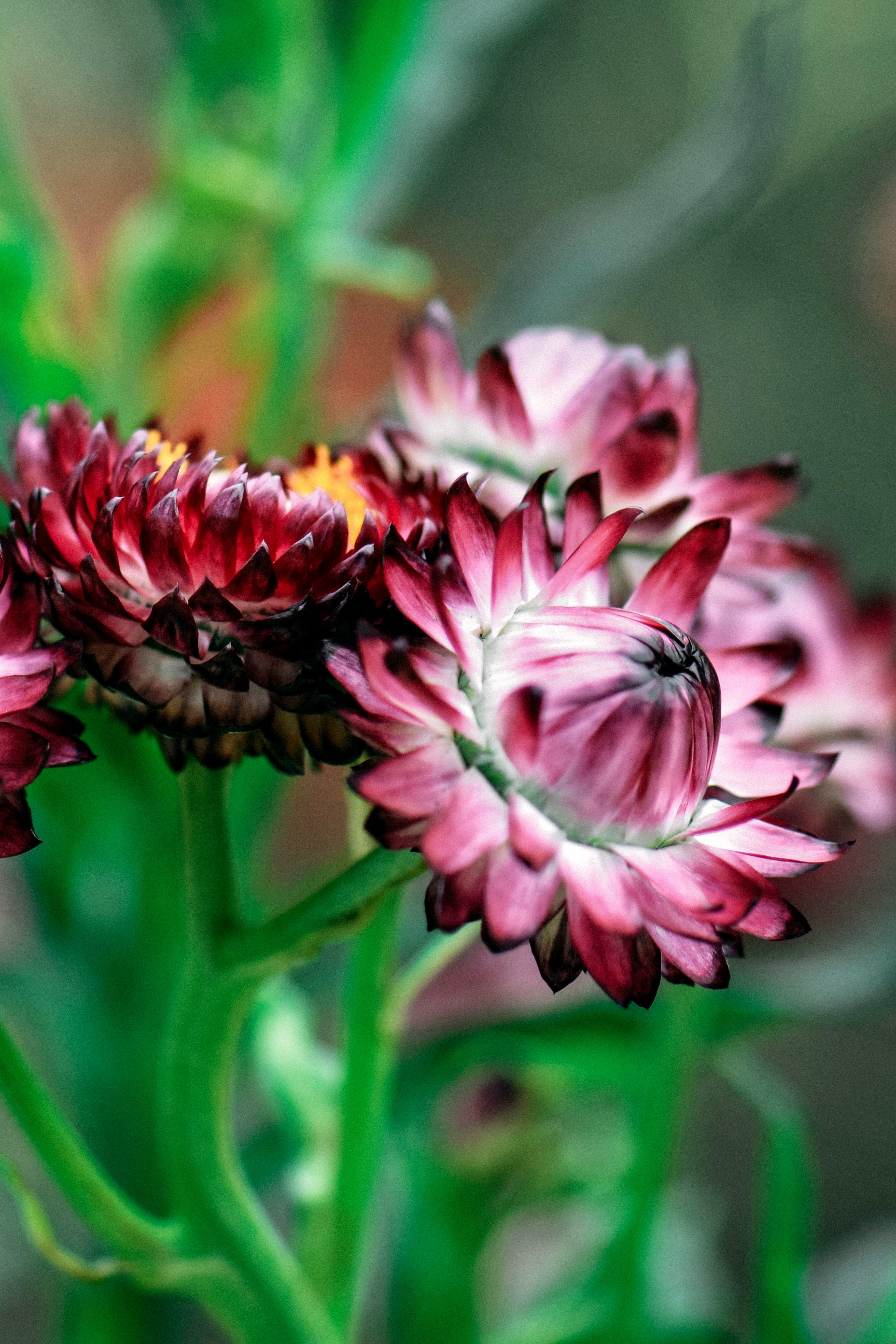 Helichrysum bracteatum &