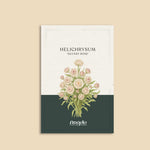 Helichrysum bracteatum 'Silvery Rose'-Angelo