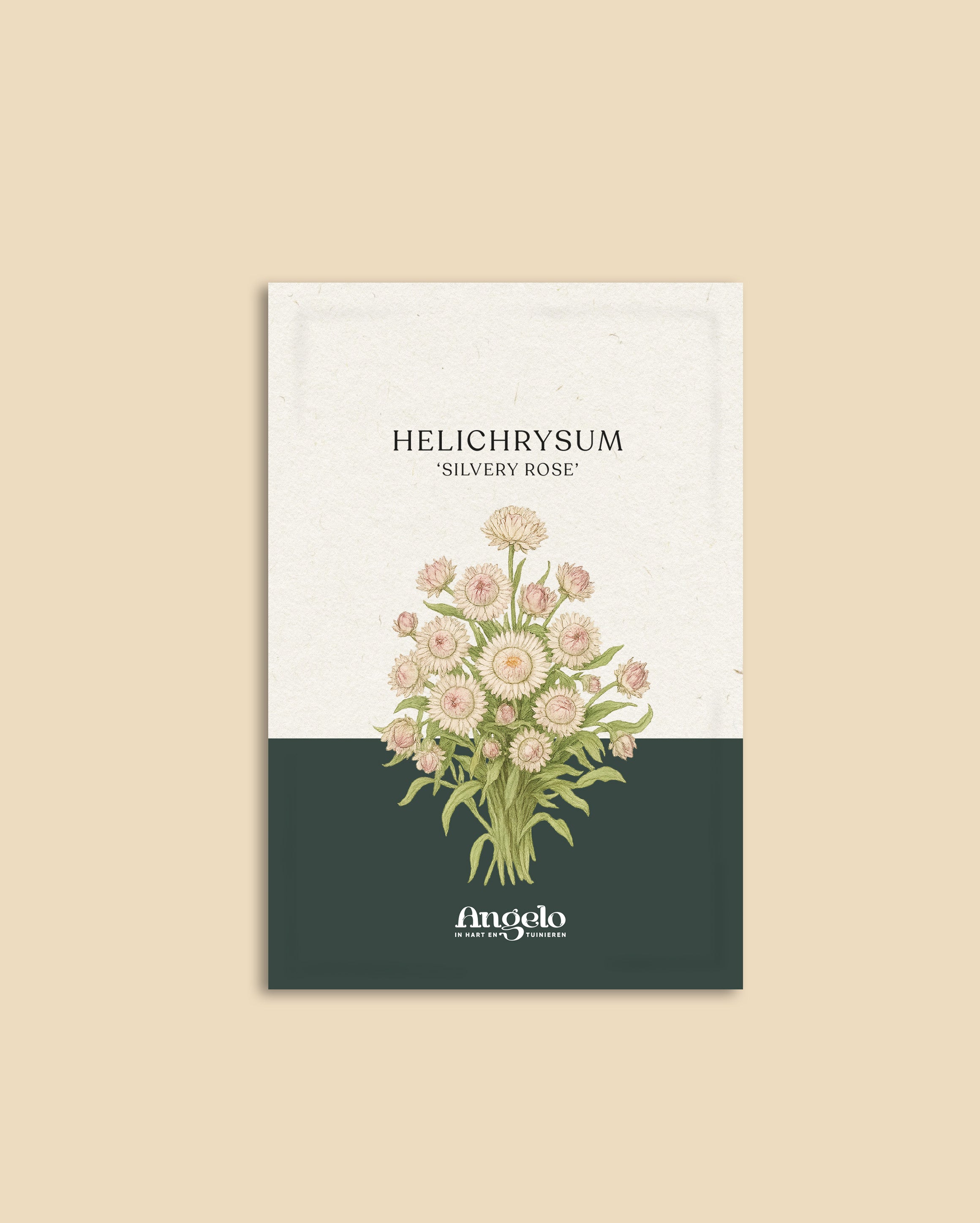 Helichrysum bracteatum 'Silvery Rose'-Angelo