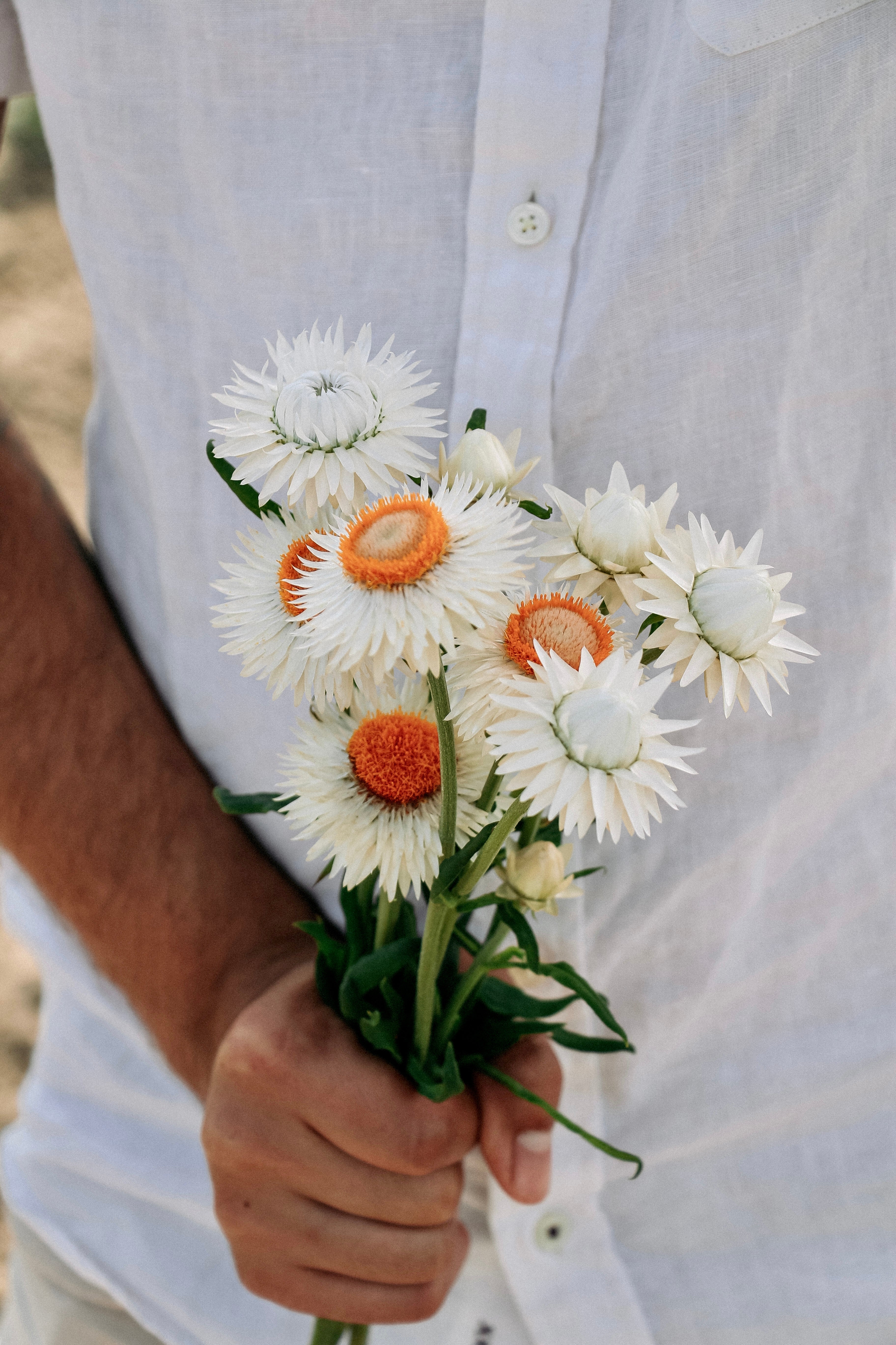 Helichrysum bracteatum &
