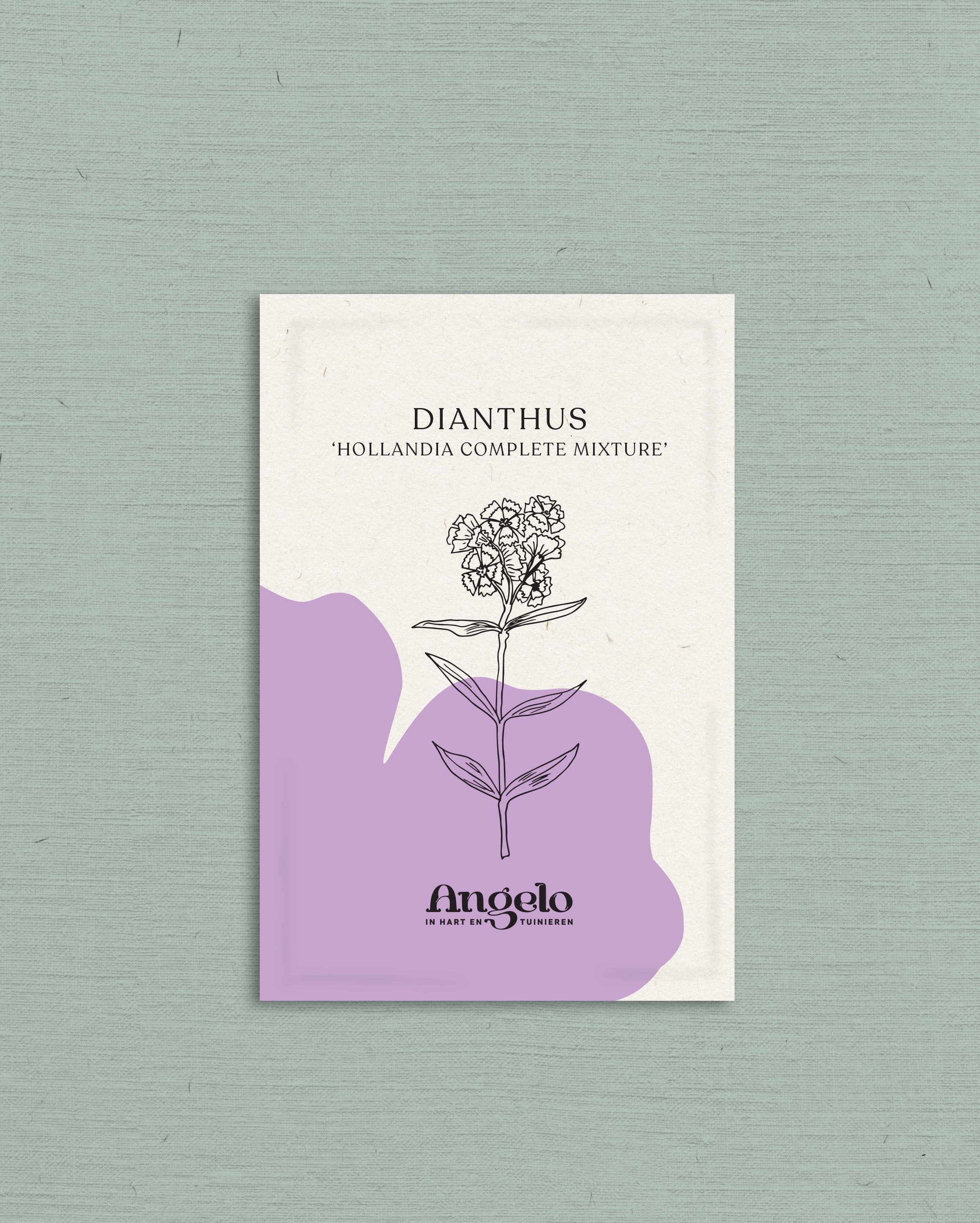 Dianthus barbatus &