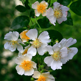 Klimroos 'Kiftsgate'-Angelo