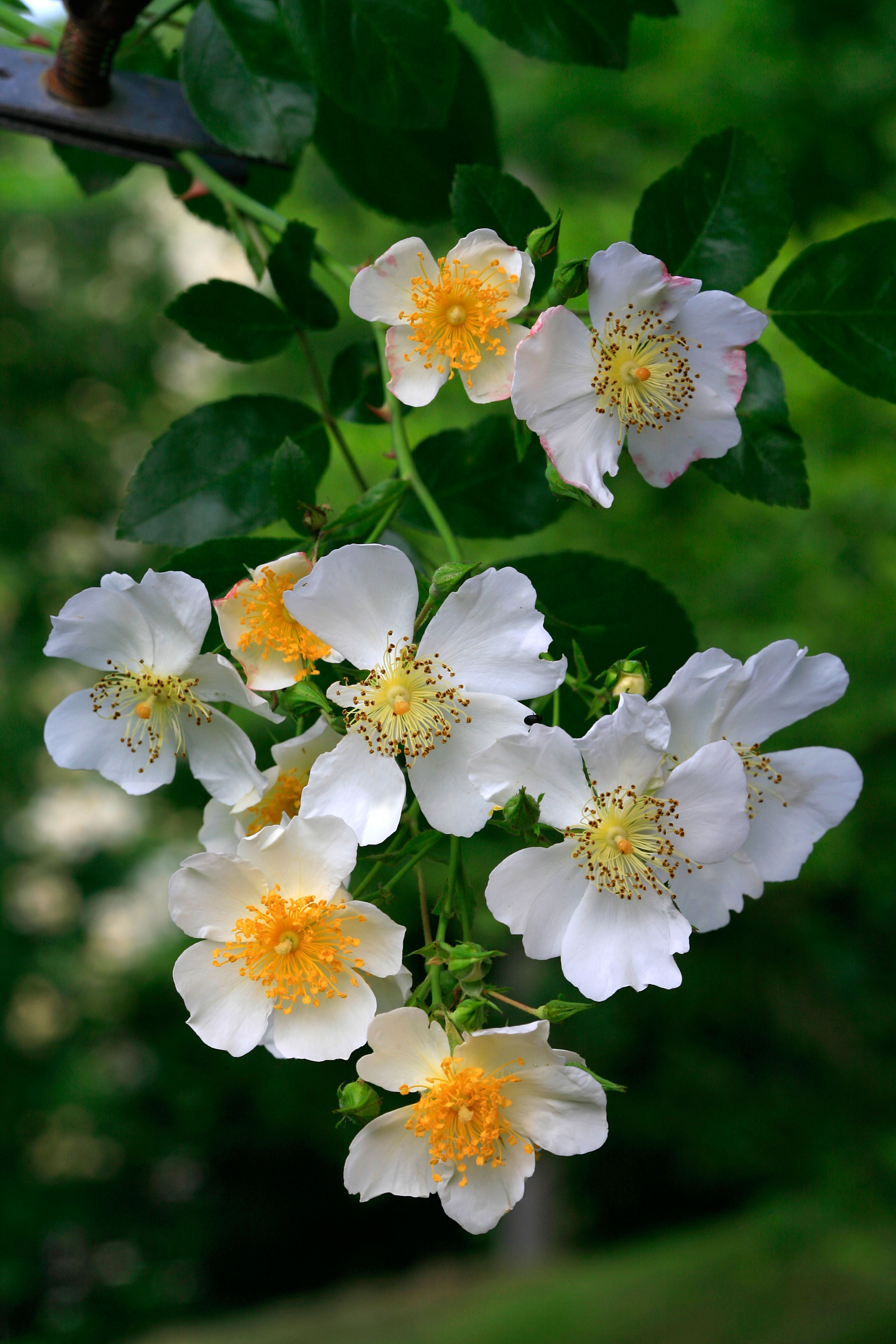 Klimroos 'Kiftsgate'-Angelo