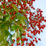 Klimroos 'Kiftsgate'-Angelo