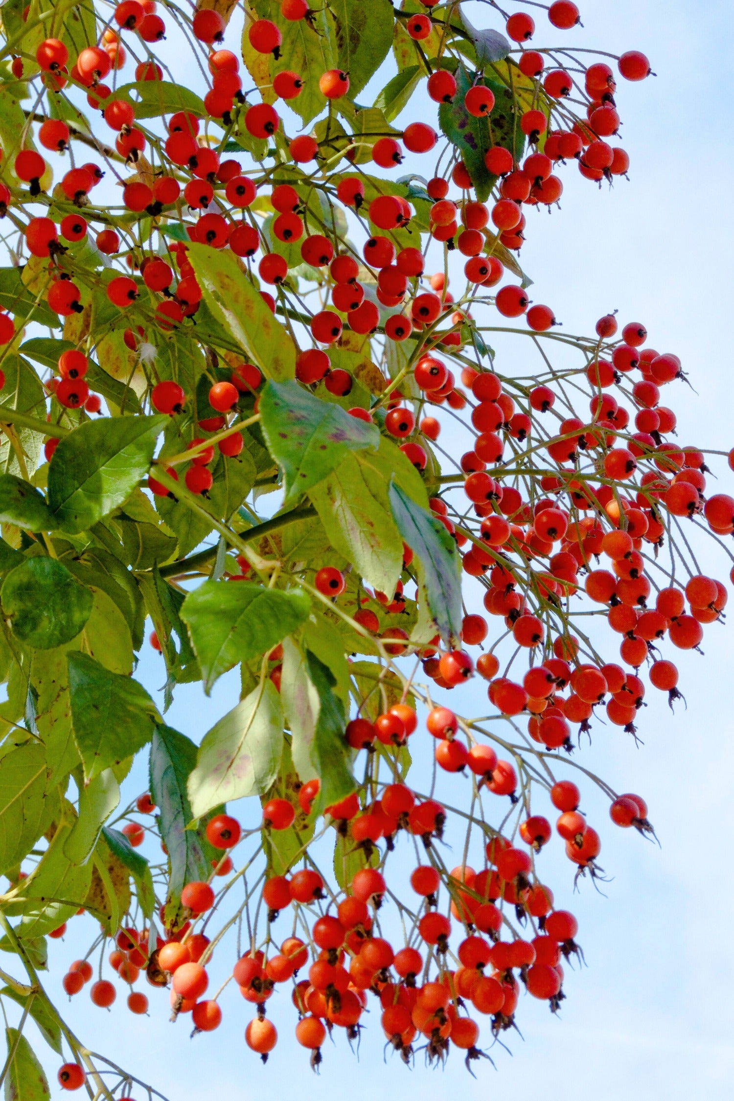 Klimroos 'Kiftsgate'-Angelo