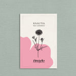 Knautia macedonica 'red cherries'-Angelo
