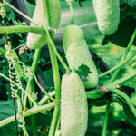 Komkommer 'BLANC LONG PARISIEN'-Angelo