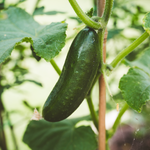 Snackkomkommer 'Persika'-Angelo