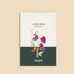 Lathyrus odoratus 'grandiflora matucana'-Angelo
