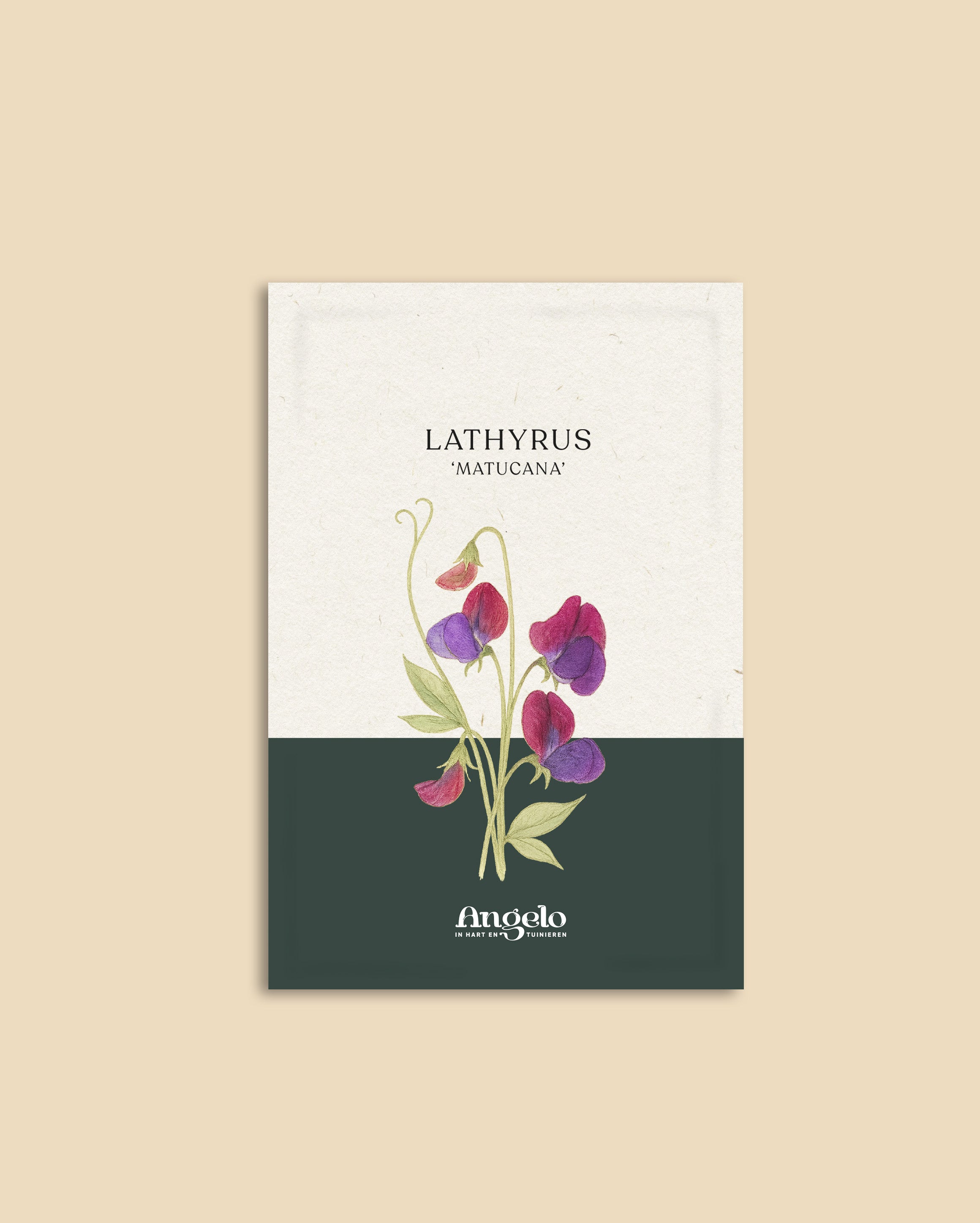 Lathyrus odoratus 'grandiflora matucana'-Angelo