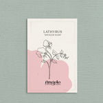 Lathyrus odoratus 'Spencer Mars'-Angelo